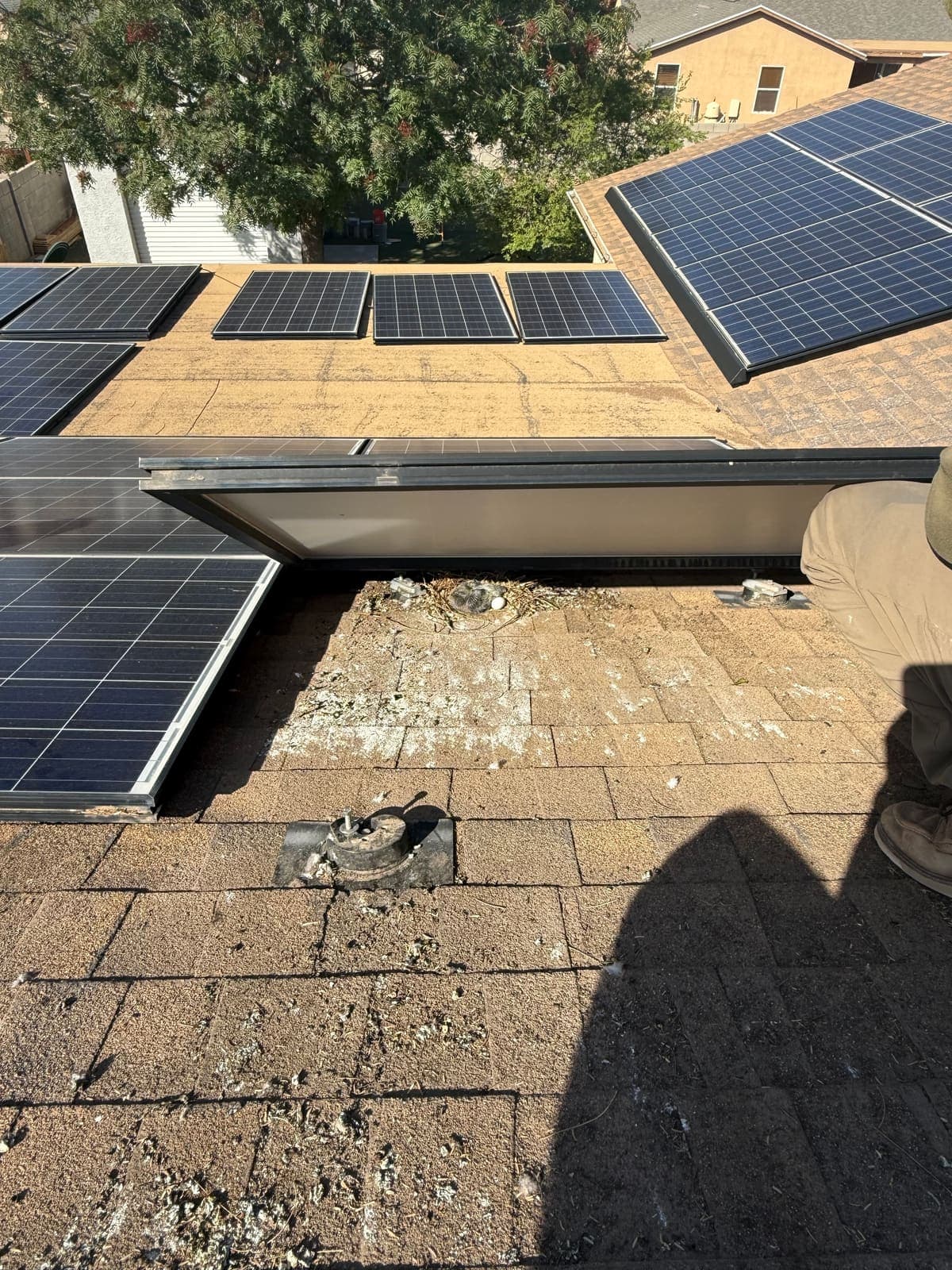 Solar panel lifted to show a pigeon nest underneath