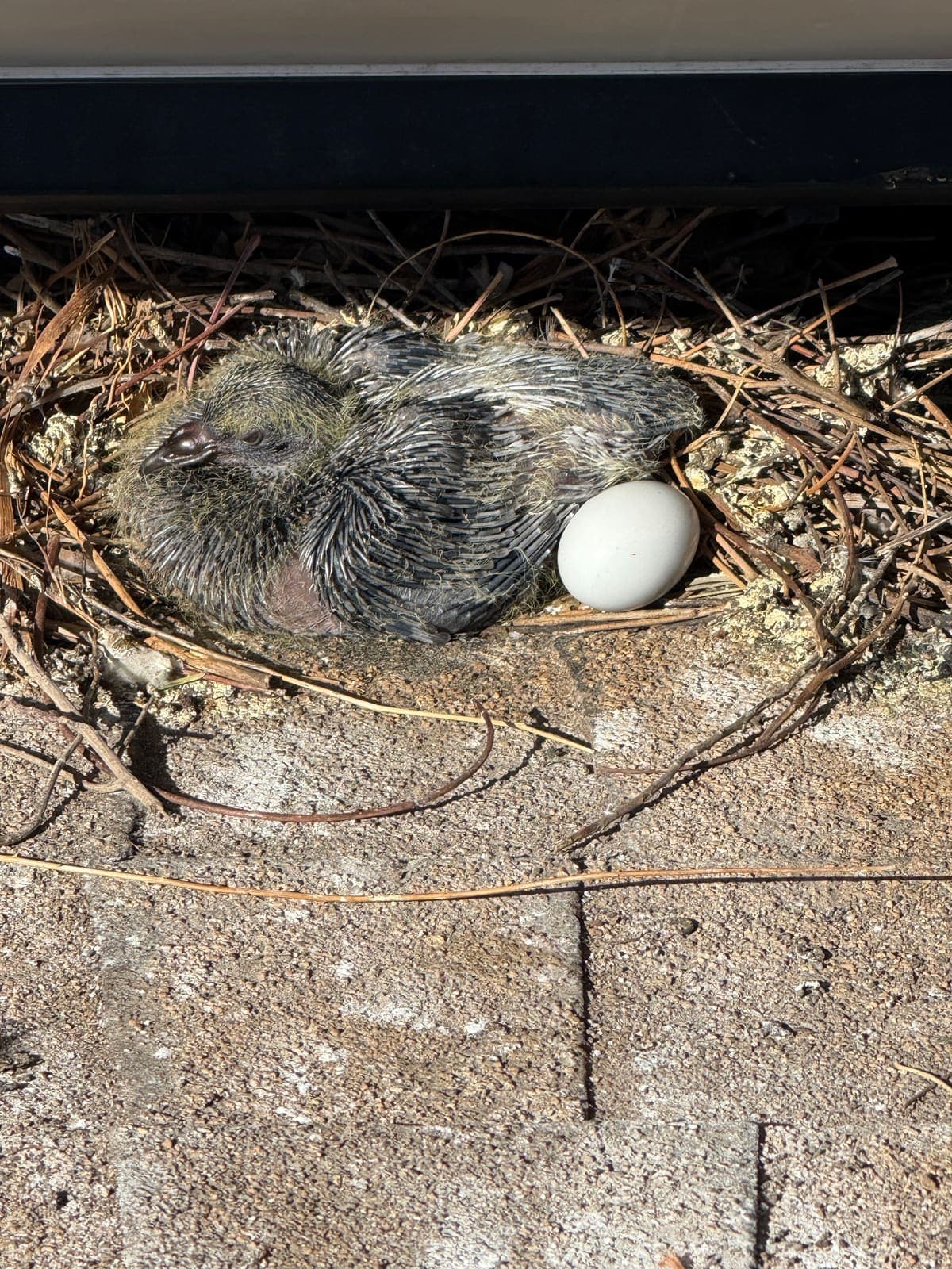 Pigeon chick and egg in a nest under a rooftop solar panel