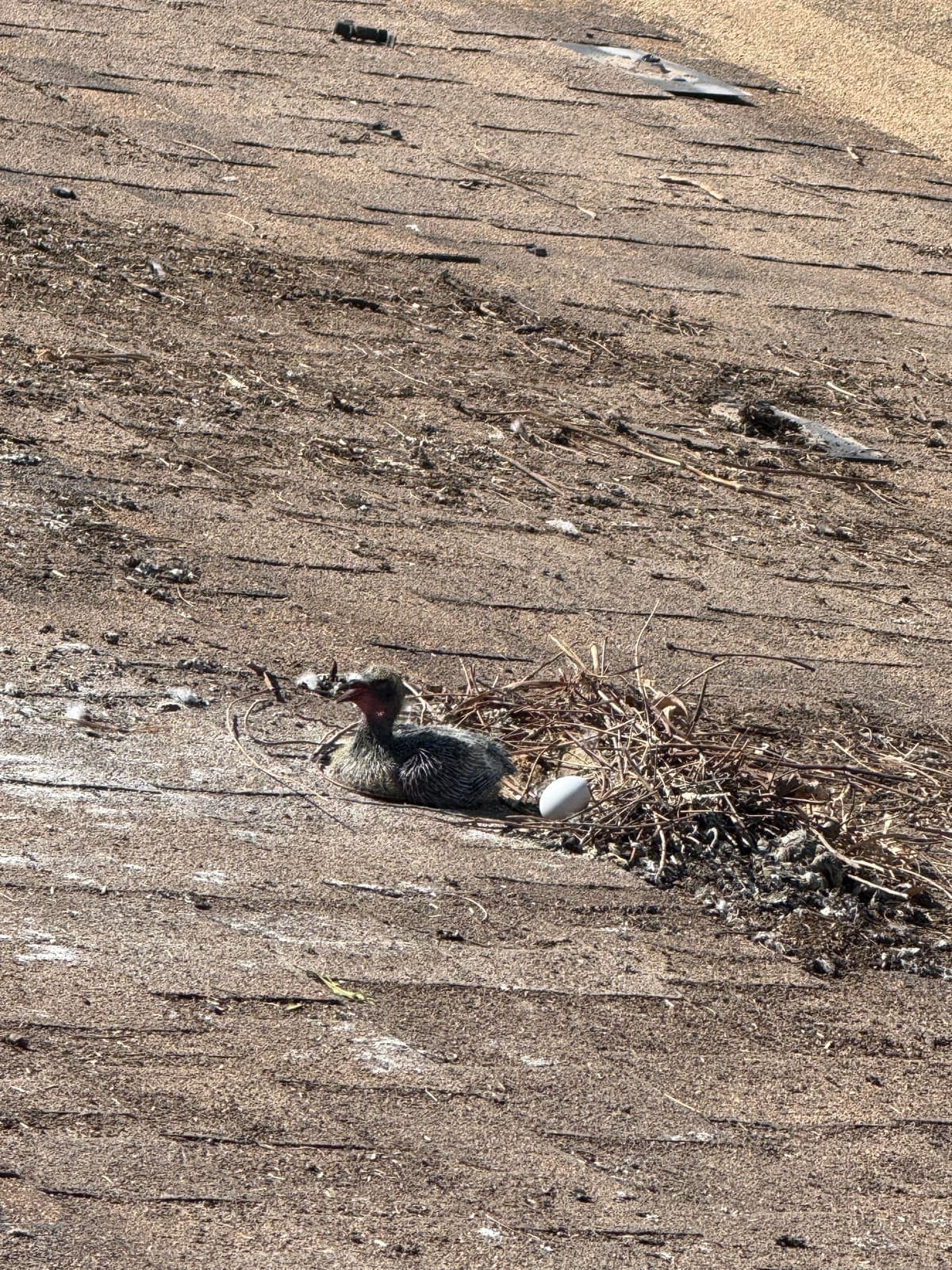 Pigeon chick in a nest on a shingle roof under solar panels