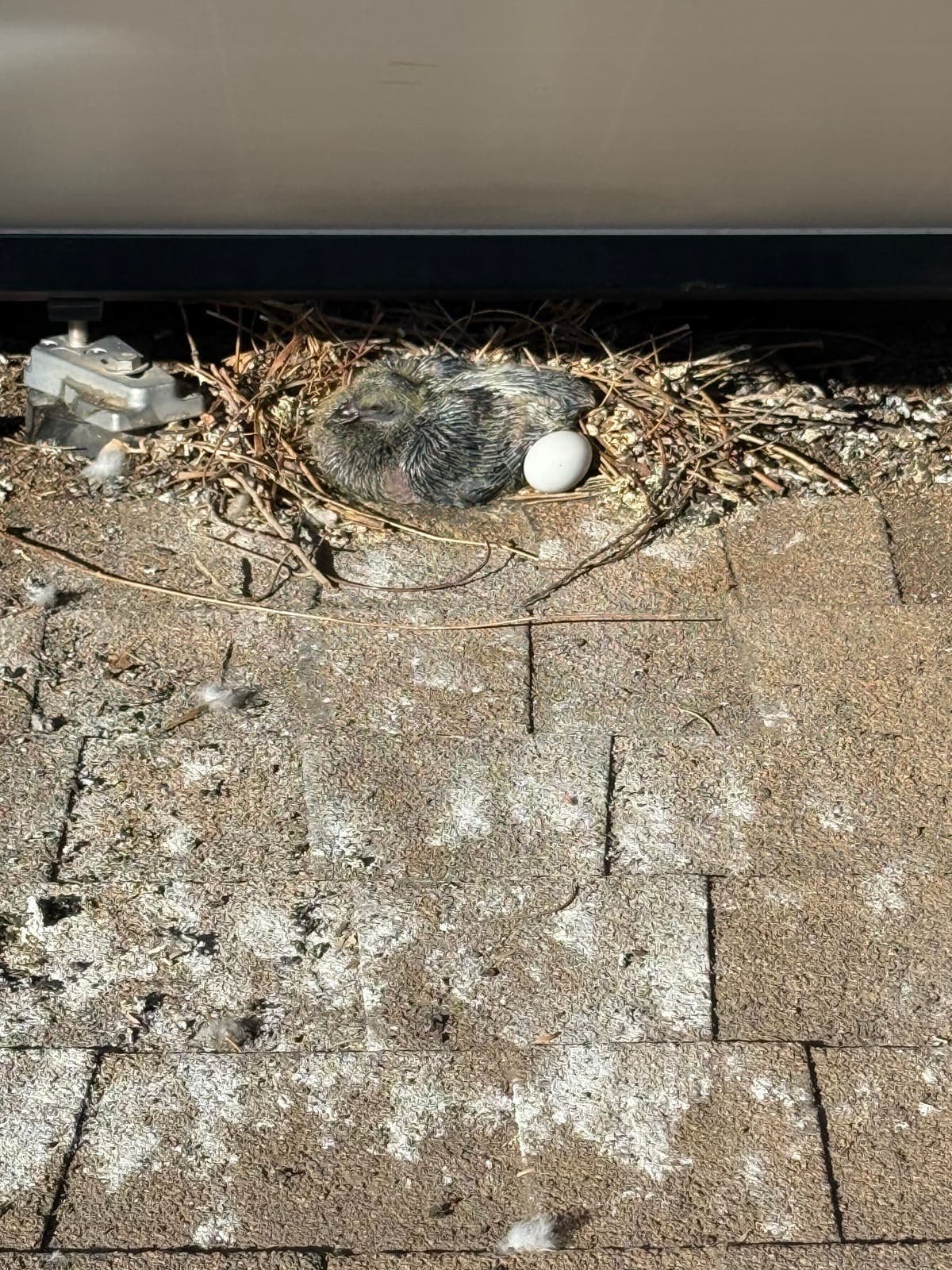 Pigeon nest tucked under the edge of a solar panel