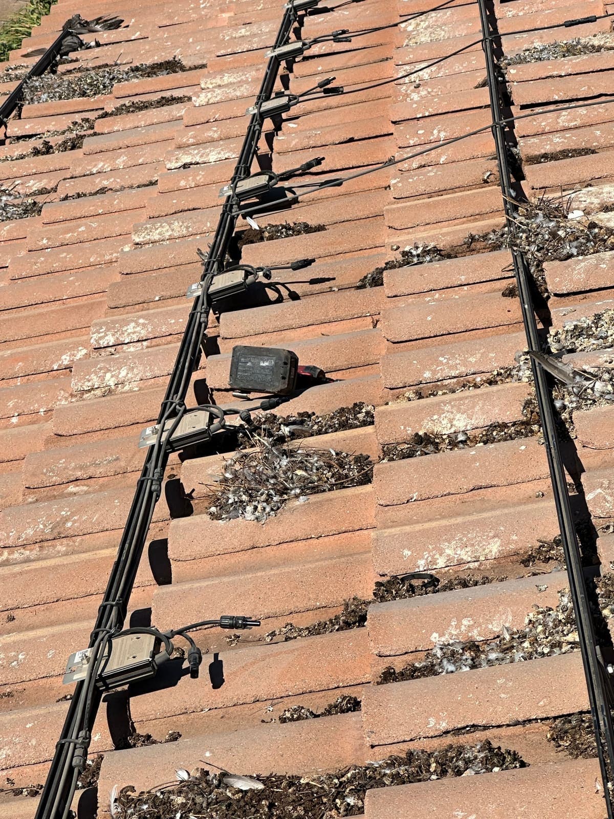 Pigeon nests along the rails after panels were removed